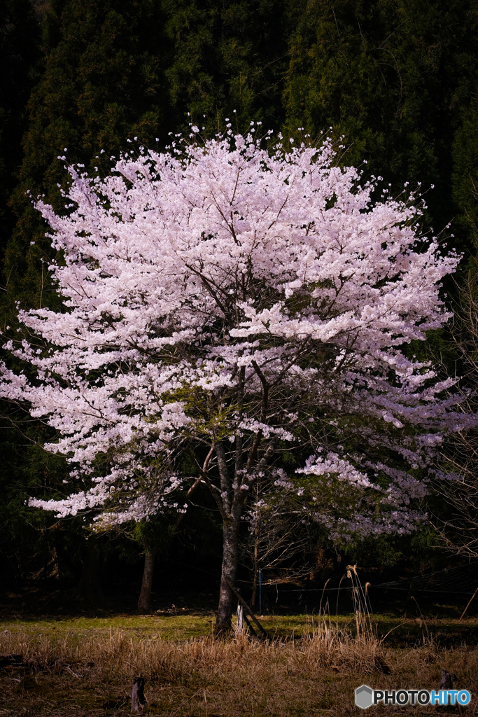 一本桜