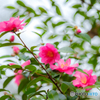 山茶花 #2