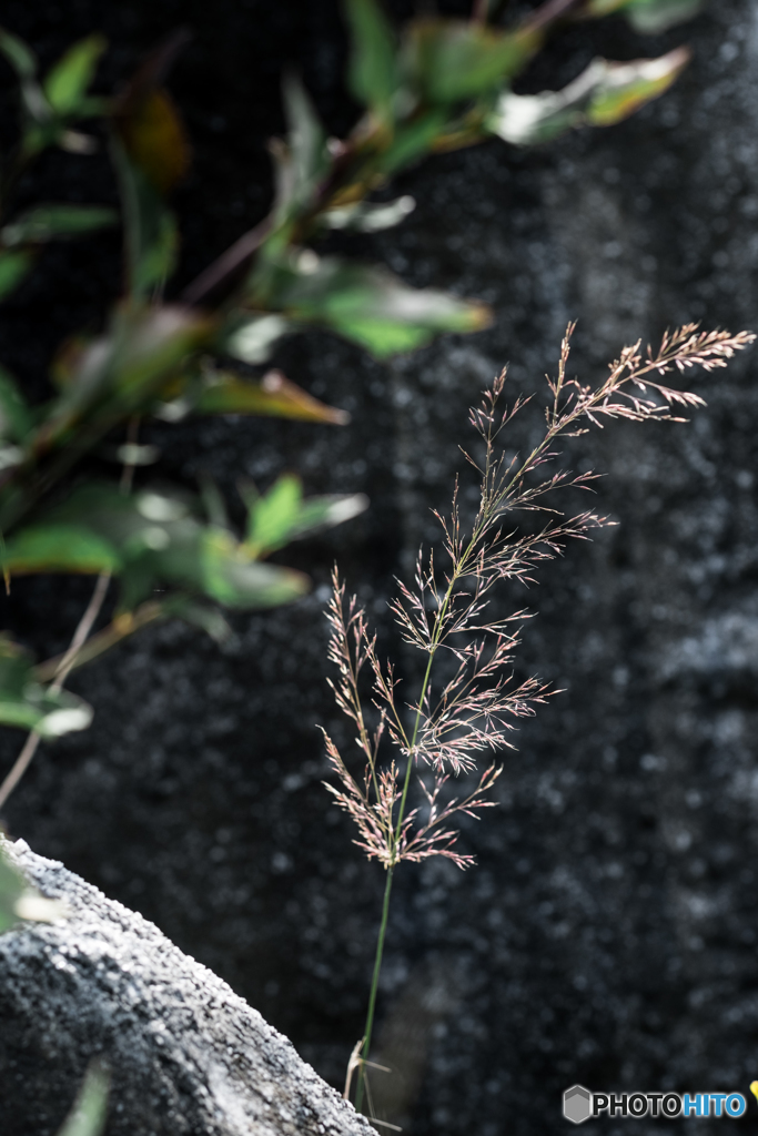 平尾台 秋の草花（２）