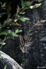 平尾台 秋の草花（２）