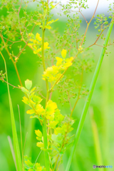 平尾台の草花（４）