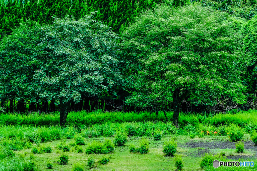 Green forest