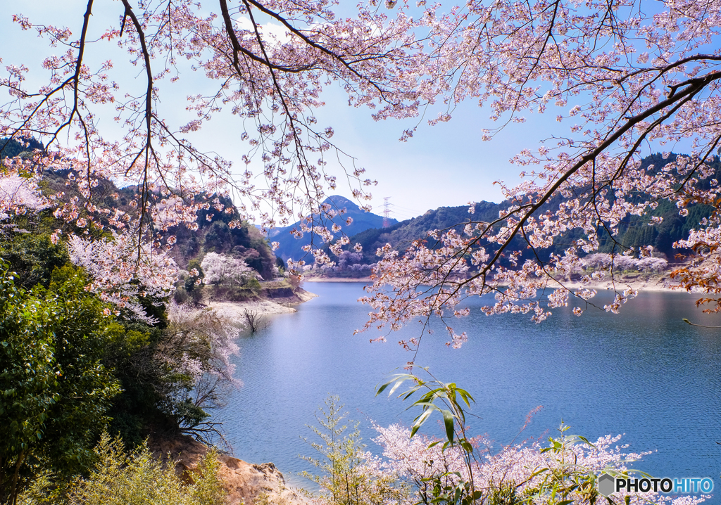 湖畔の桜 #2
