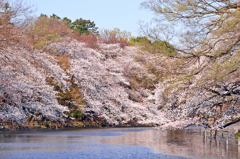 桜色に染まる井の頭公園