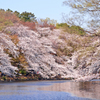 桜色に染まる井の頭公園