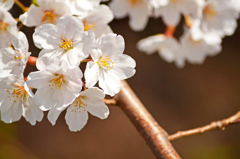 井の頭公園の桜