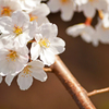 井の頭公園の桜