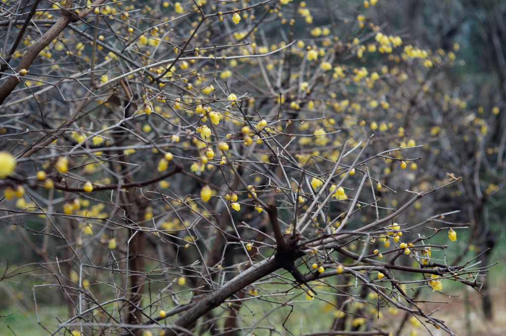 DSC00920_DxO