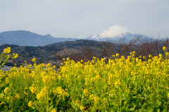 二宮吾妻山公園