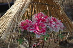 上野東照宮牡丹園