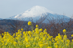 二宮吾妻山公園