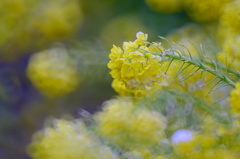 花菜の舞