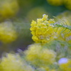 花菜の舞