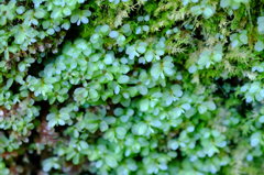 苔花