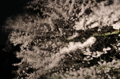 夜桜の舞い