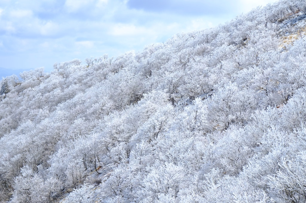 霧氷の森