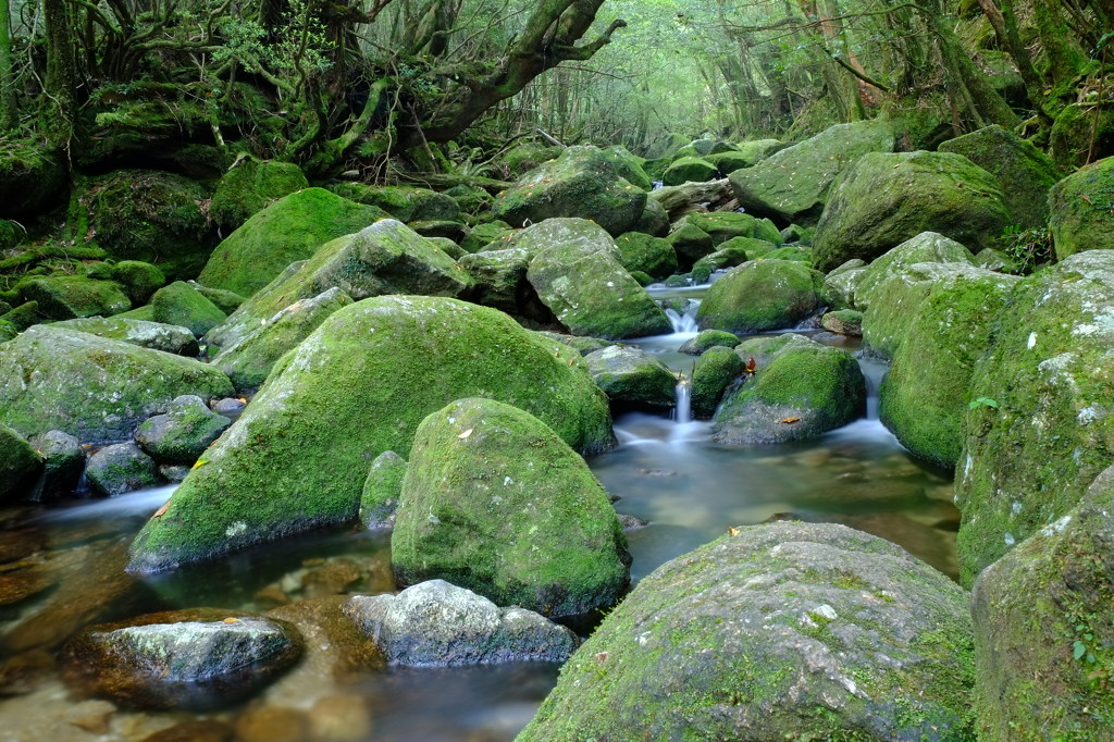 渓流緑彩