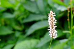 高山植物