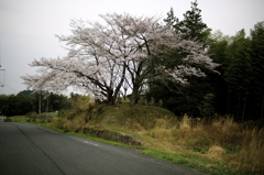 桜の下で眠る