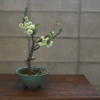 木瓜　(白寿)