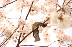 そりすぎ。