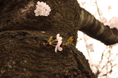 咲く