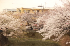 今年も咲けた