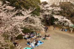 お花見