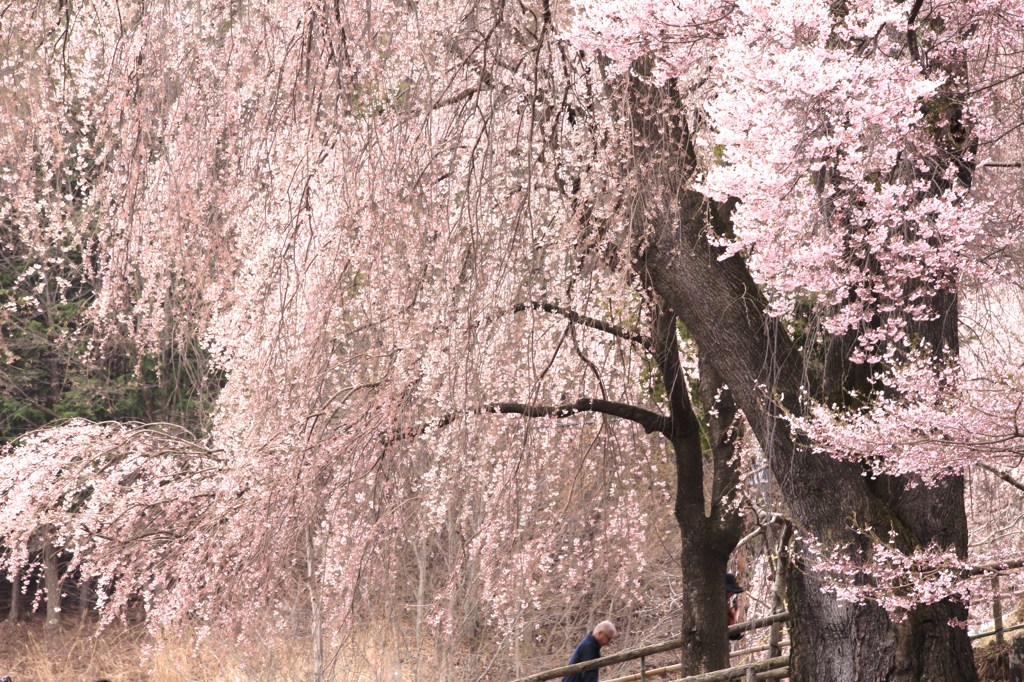 雨桜