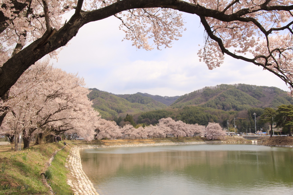 縁桜