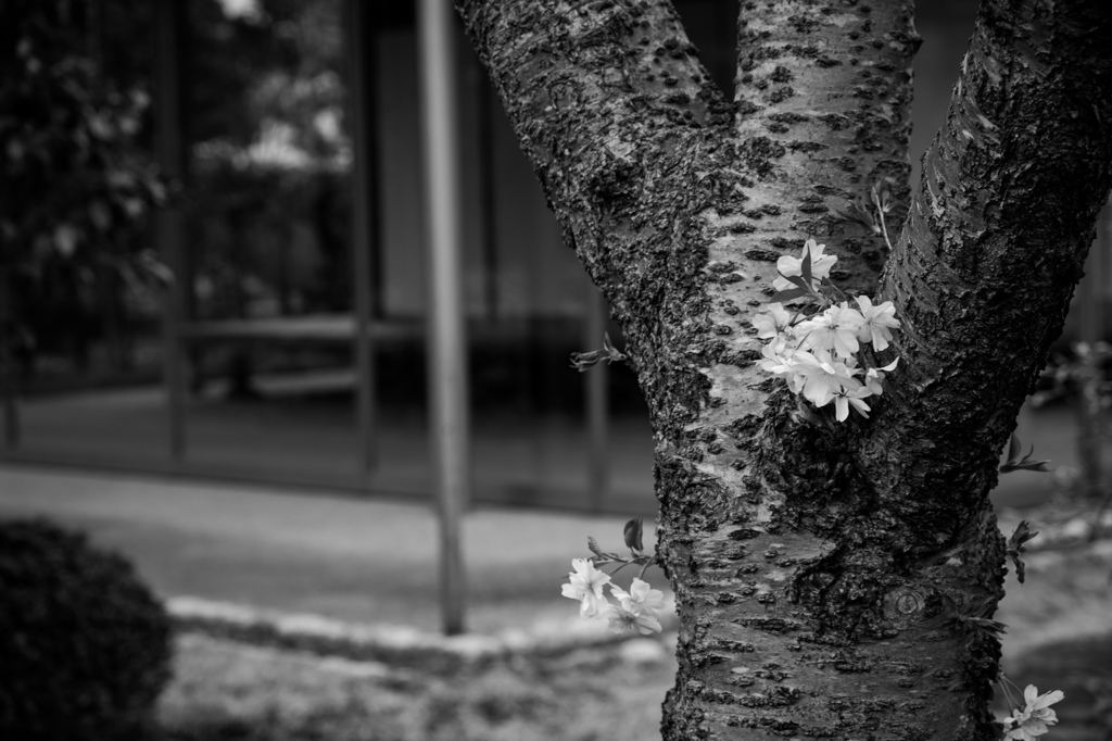 十月桜