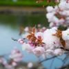 里桜