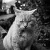 ポチって呼びたくなる