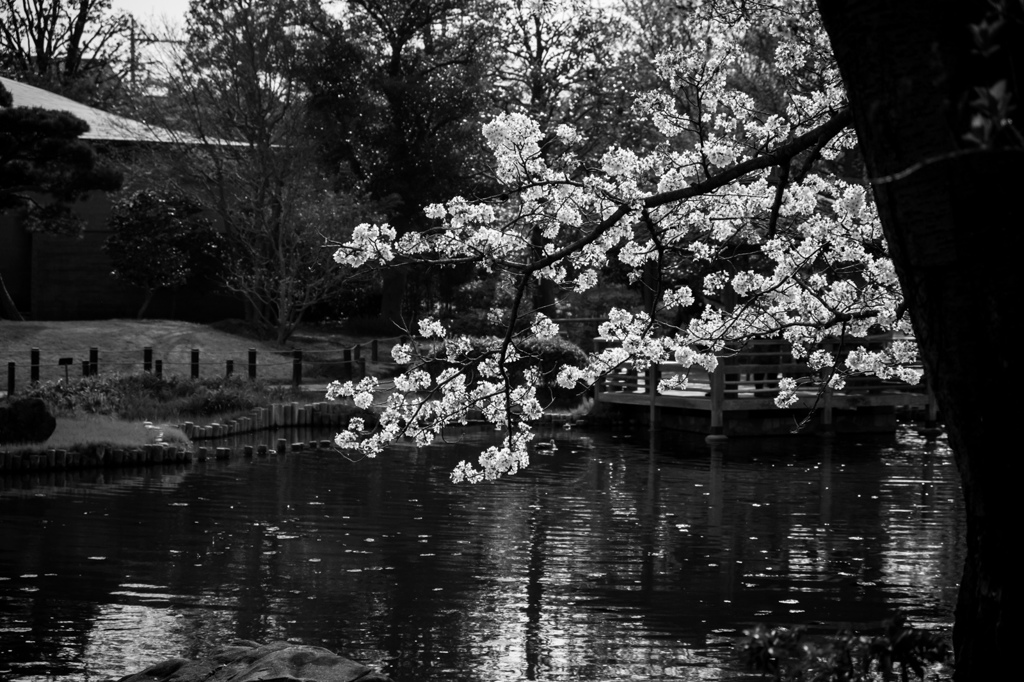 桜と池