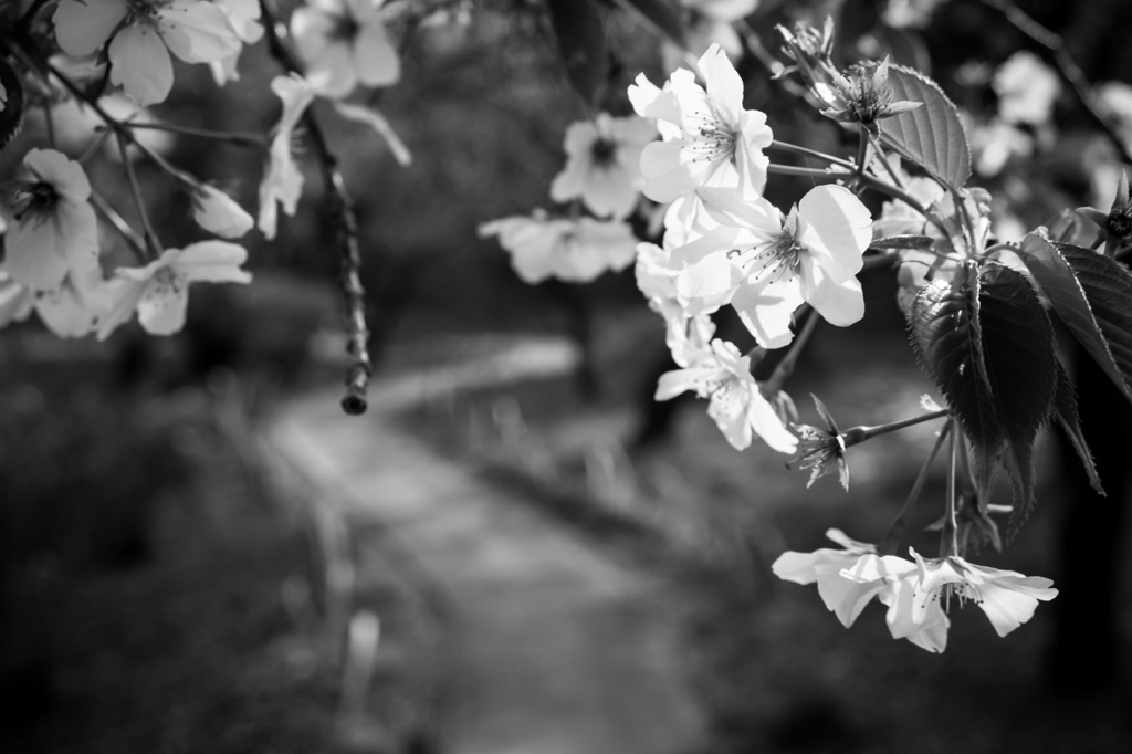 桜咲く
