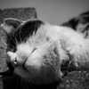 春眠