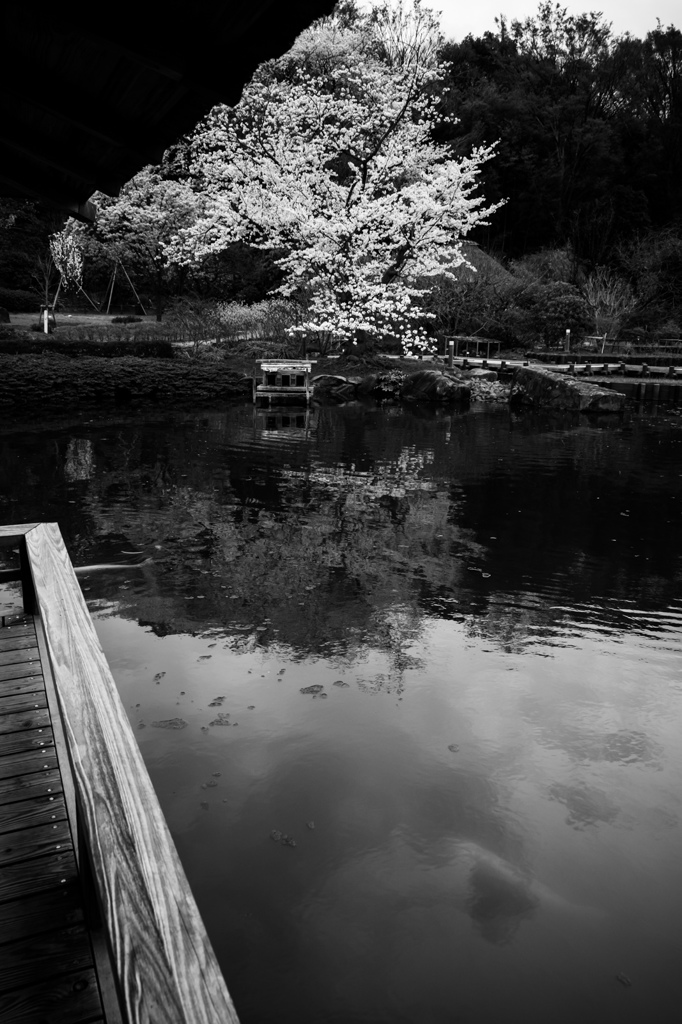 池に映る桜