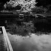 池に映る桜