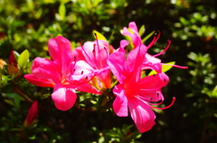 お庭の花