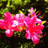 お庭の花