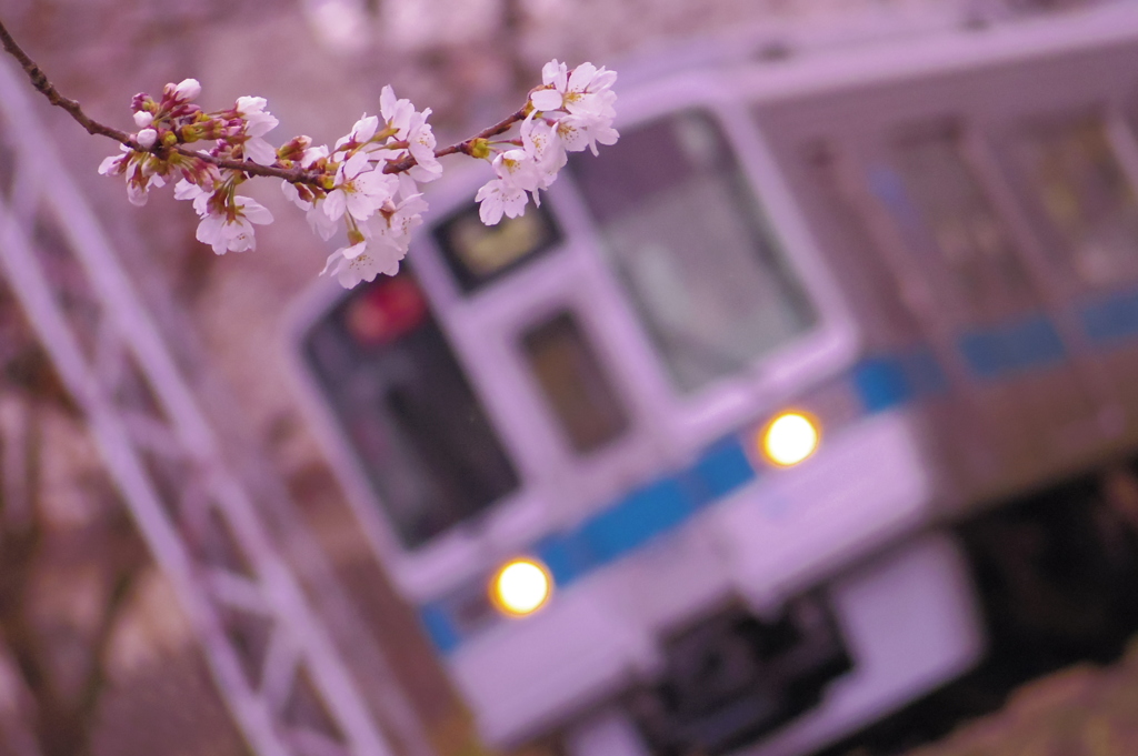 桜色の季節。