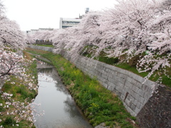 サクラ