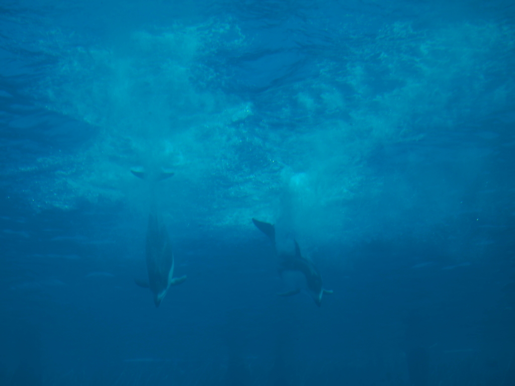 DIVE!