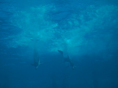 DIVE!