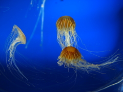 海月