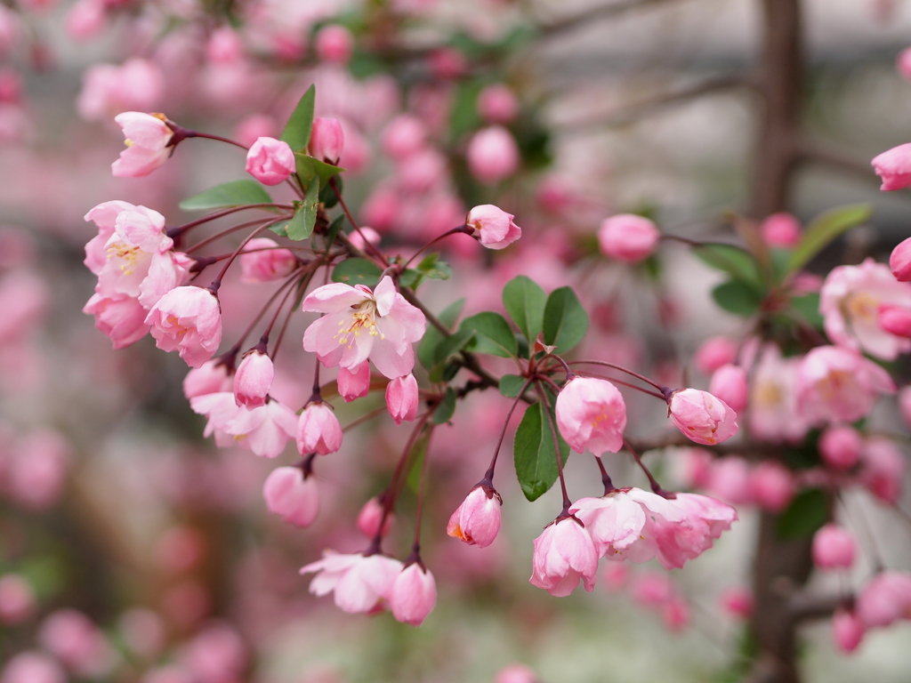 sakura