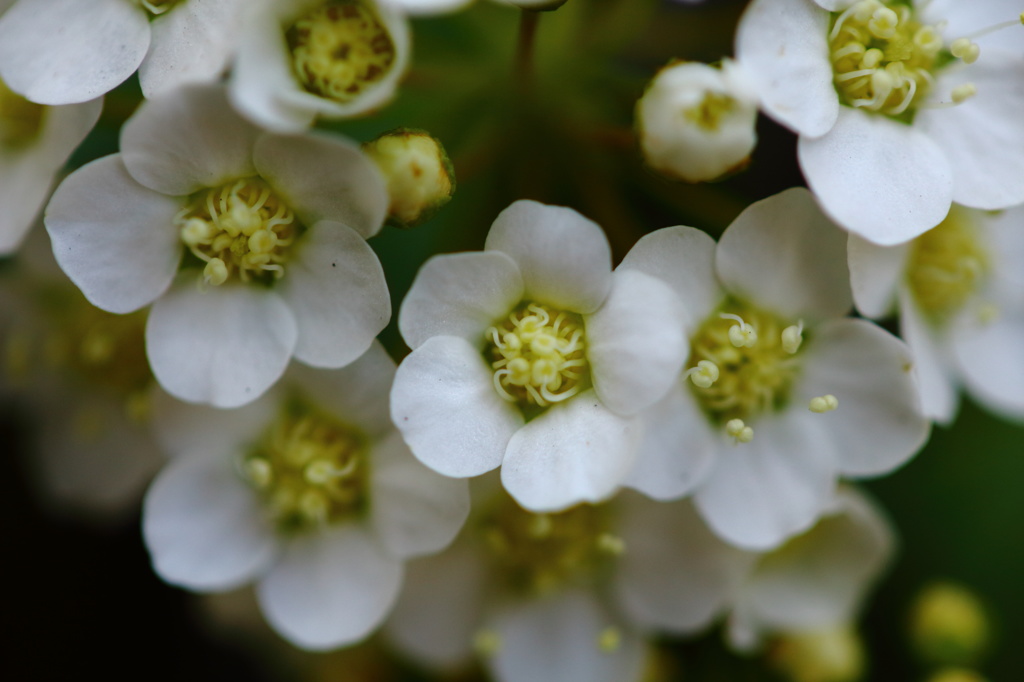 white spiral