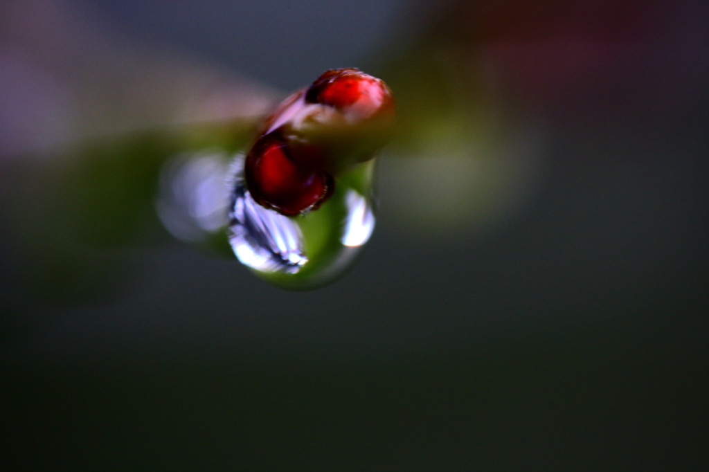 雨の兼六園3