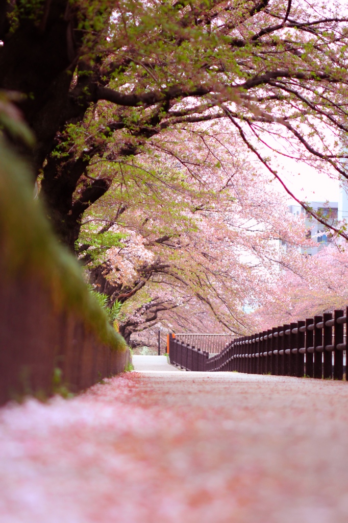 葉桜の回廊