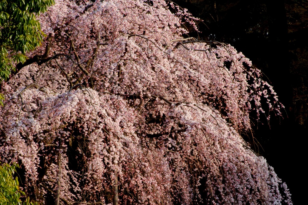 枝垂桜